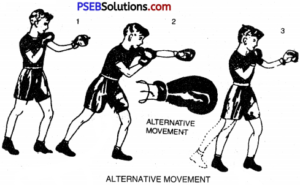 Boxing Game Rules – PSEB 10th Class Physical Education – PSEB Solutions