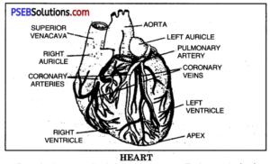 PSEB 10th Class Physical Education Solutions Chapter 1 Effects of Exercise on Respiratory System, Blood Circulation, Muscles and Excretion 10