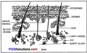 PSEB 10th Class Physical Education Solutions Chapter 1 Effects of Exercise on Respiratory System, Blood Circulation, Muscles and Excretion 8