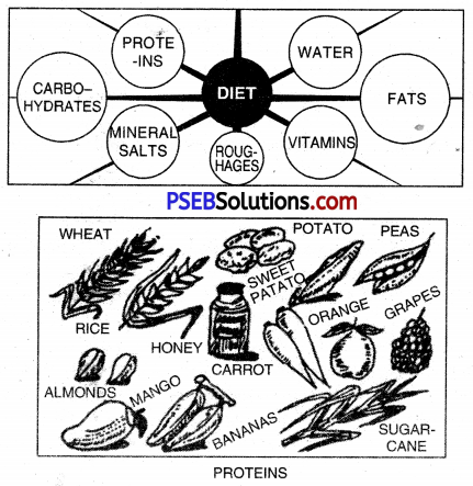 PSEB 10th Class Physical Education Solutions Chapter 2 Balanced Diet 12