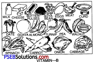 PSEB 10th Class Physical Education Solutions Chapter 2 Balanced Diet 2