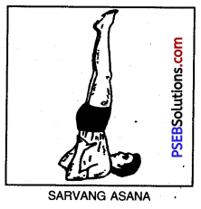 PSEB 10th Class Physical Education Solutions Chapter 3 Yoga 7