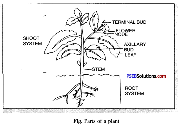 PSEB 6th Class Science Solutions Chapter 7 Getting to Know Plants 5