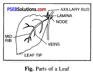PSEB 6th Class Science Solutions Chapter 7 Getting to Know Plants 7