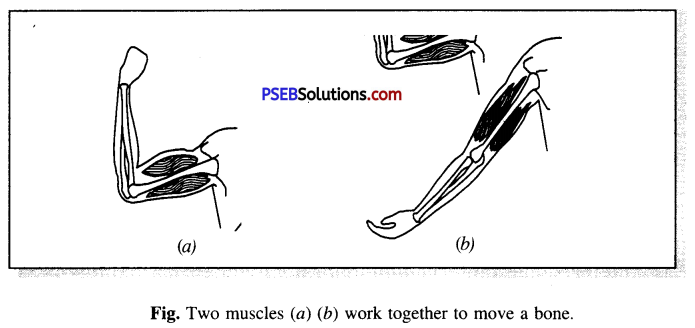 PSEB 6th Class Science Solutions Chapter 8 Body Movements 7