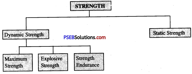 PSEB 12th Class Physical Education Solutions Chapter 1 Physical Fitness 1