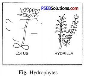 PSEB 6th Class Science Solutions Chapter 9 The Living Organisms and Their Surroundings 1