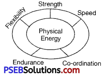 PSEB 7th Class Physical Education Solutions Chapter 2 Physical Capacity and Advantages of Exercises