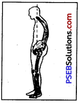 PSEB 7th Class Physical Education Solutions Chapter 3 Posture and Its Deformities 2