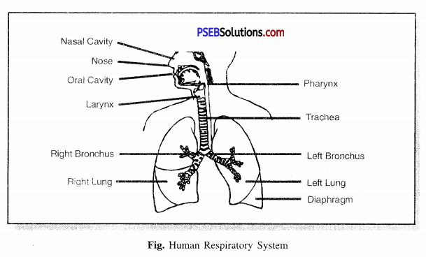 PSEB 7th Class Science Solutions Chapter 10 Respiration in Organisms 1