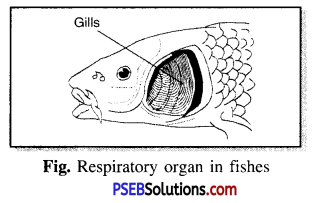 PSEB 7th Class Science Solutions Chapter 10 Respiration in Organisms 2