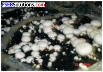 PSEB 8th Class Agriculture Solutions Chapter 5 Mushroom Cultivation 1