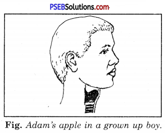 PSEB 8th Class Science Solutions Chapter 10 Reaching the Age of Adolescence 1