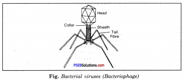 PSEB 8th Class Science Solutions Chapter 2 Microorganisms Friend and Foe 5