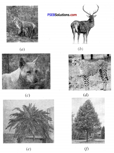 PSEB 8th Class Science Solutions Chapter 7 Conservation of Plants and Animals 4