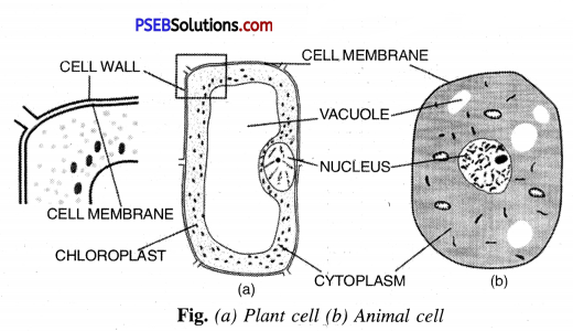 PSEB 8th Class Science Solutions Chapter 8 Cell Structure and Functions 3