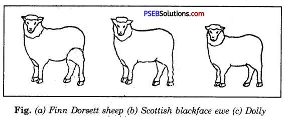PSEB 8th Class Science Solutions Chapter 9 Reproduction in Animals 14