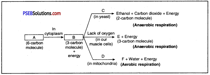 PSEB 10th Class Science Important Questions Chapter 6 Life Processes 22