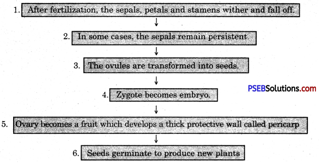 PSEB 10th Class Science Important Questions Chapter 8 How do Organisms Reproduce 1