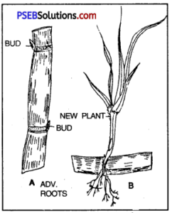 PSEB 10th Class Science Important Questions Chapter 8 How do Organisms ...