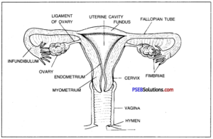 PSEB 10th Class Science Important Questions Chapter 8 How do Organisms ...