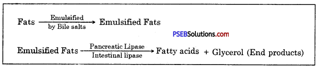 PSEB 10th Class Science Solutions Chapter 6 Life Processes 1