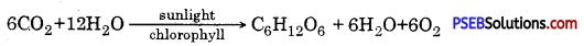 PSEB 10th Class Science Solutions Chapter 6 Life Processes 2