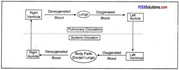 PSEB 10th Class Science Solutions Chapter 6 Life Processes 3