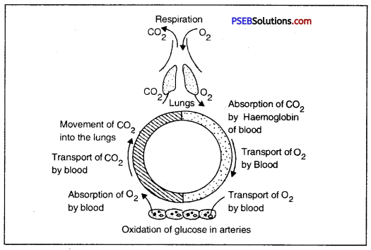 PSEB 10th Class Science Solutions Chapter 6 Life Processes 5