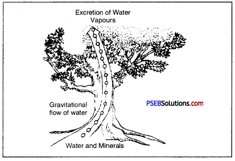 PSEB 10th Class Science Solutions Chapter 6 Life Processes 6