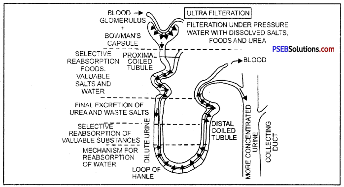 PSEB 10th Class Science Solutions Chapter 6 Life Processes 7