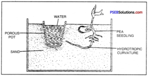 PSEB 10th Class Science Solutions Chapter 7 Control and Coordination 2