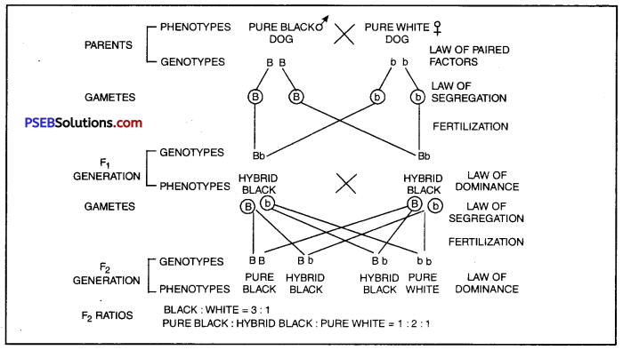 PSEB 10th Class Science Solutions Chapter 9 Heredity and Evolution 1