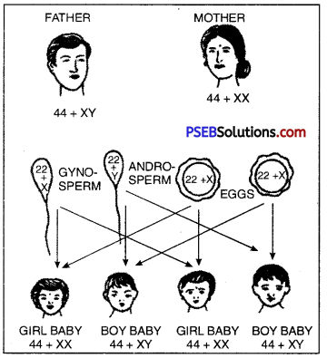 PSEB 10th Class Science Solutions Chapter 9 Heredity and Evolution 3