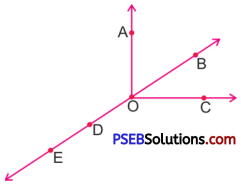 PSEB 6th Class Maths Solutions Chapter 8 Basic Geometrical Concepts Ex 8.1 2