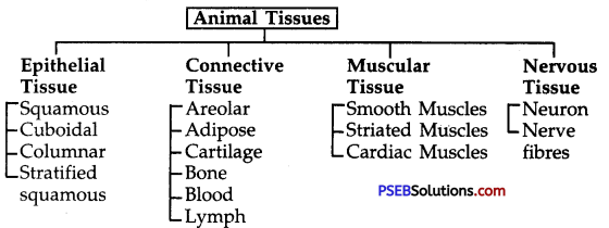PSEB 9th Class Science Notes Chapter 6 Tissues