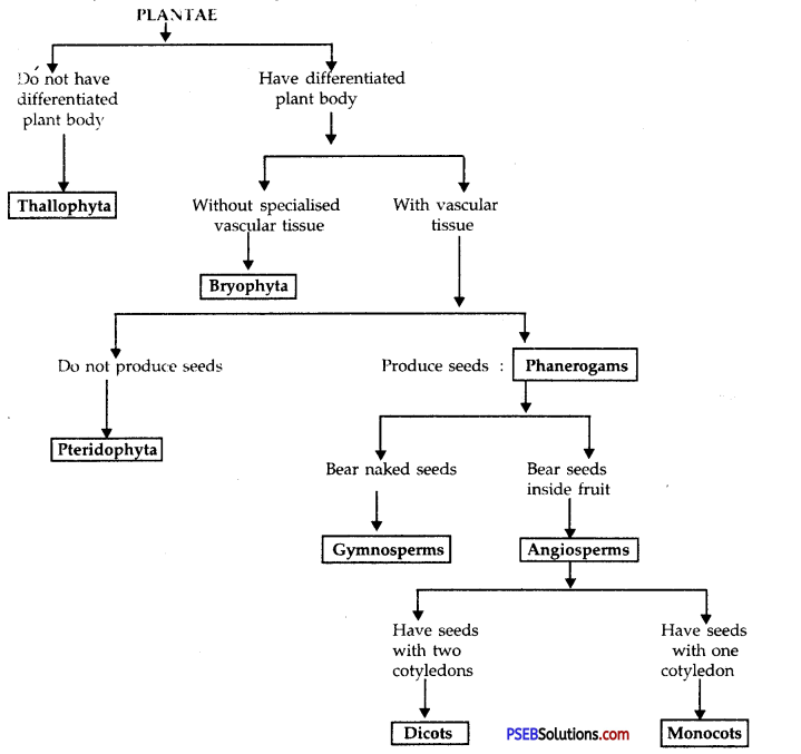 PSEB 9th Class Science Solutions Chapter 7 Diversity in Living Organisms 1