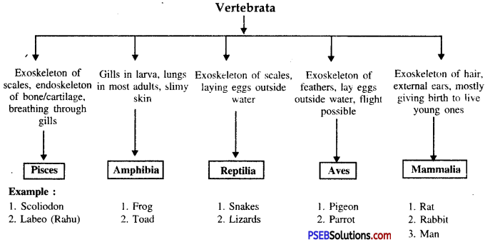 PSEB 9th Class Science Solutions Chapter 7 Diversity in Living Organisms 2