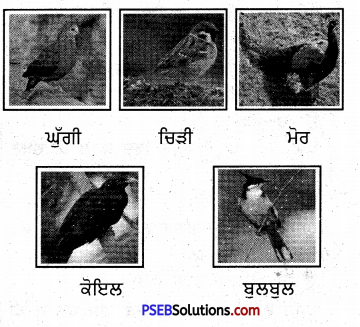 PSEB 5th Class Punjabi Solutions Chapter 11 ਪੰਛੀਆਂ ਦਾ ਗੀਤ 4