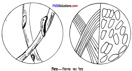 PSEB 10th Class Home Science Solutions Chapter 10 रेशों का वर्गीकरण 2