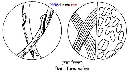 PSEB 10th Class Home Science Solutions Chapter 10 रेशों का वर्गीकरण 6