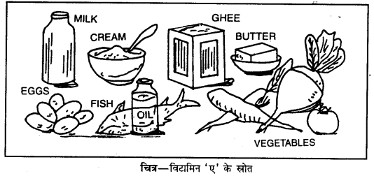 PSEB 10th Class Home Science Solutions Chapter 6 भोजन तथा पौष्टिक तत्त्व 2