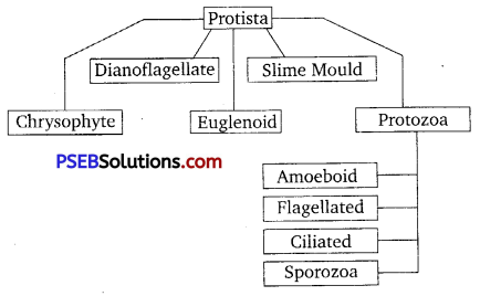 PSEB 11th Class Biology Important Questions Chapter 2 Biological Classification 1