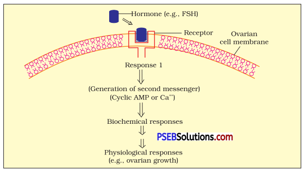 PSEB 11th Class Biology Important Questions Chapter 22 Chemical Coordination and Integration 1