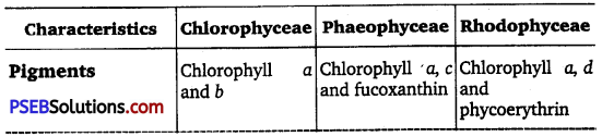 PSEB 11th Class Biology Important Questions Chapter 3 Plant Kingdom 1