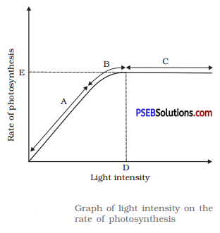 PSEB 11th Class Biology Solutions Chapter 13 Photosynthesis in Higher Plants 1