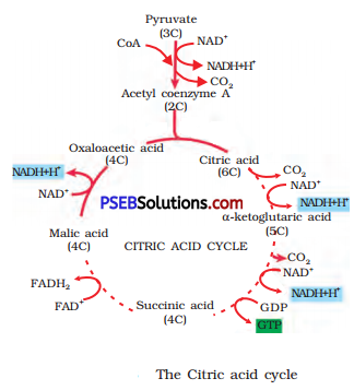 PSEB 11th Class Biology Solutions Chapter 14 Respiration in Plants 2
