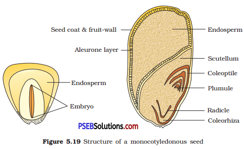 PSEB 11th Class Biology Solutions Chapter 5 Morphology of Flowering Plants 2