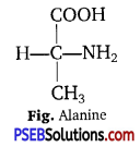 PSEB 11th Class Biology Solutions Chapter 9 Biomolecules 7