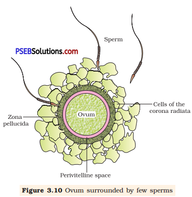 PSEB 12th Class Biology Important Questions Chapter 3 Human Reproduction 2
